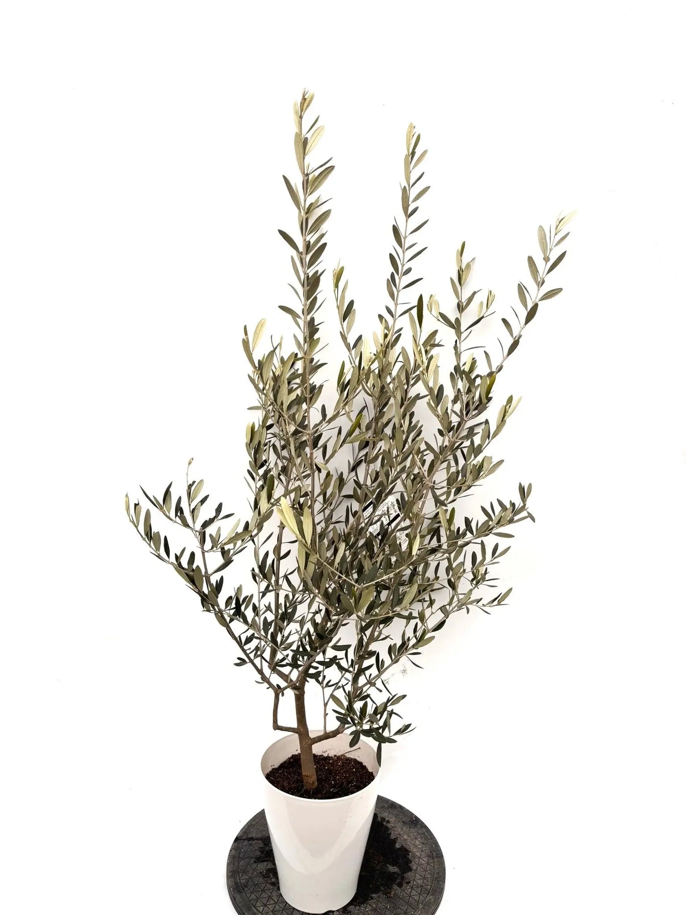 NEWラキーノ（オリーブの木）｜Sサイズ｜K-316｜約130cm｜結実しやすい