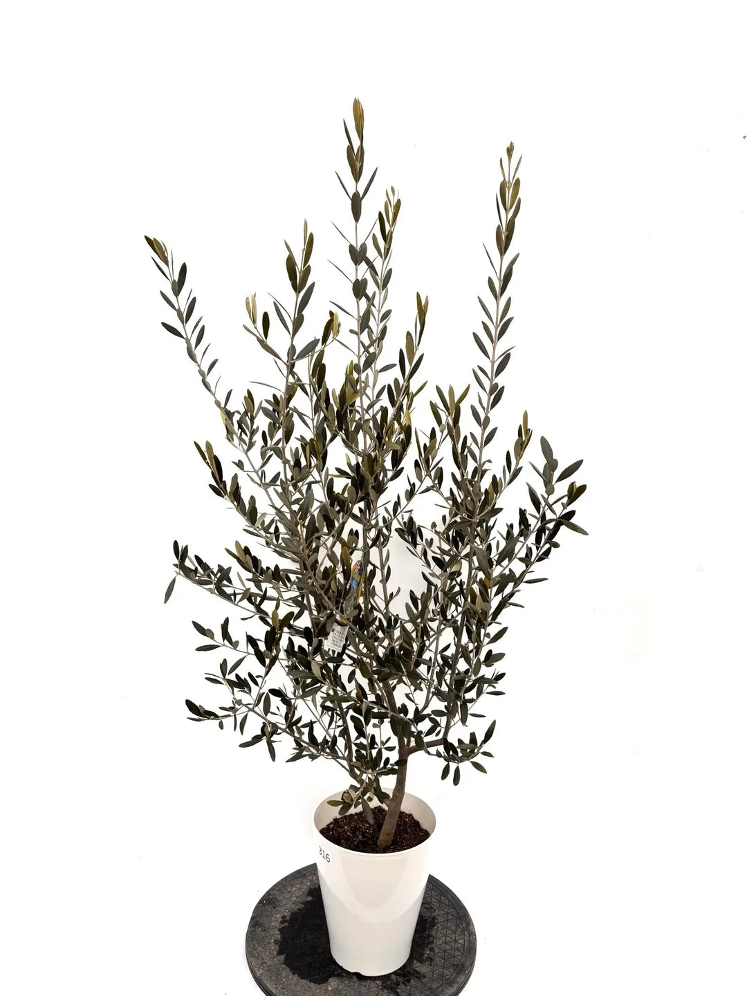 NEWラキーノ（オリーブの木）｜Sサイズ｜K-316｜約130cm｜結実しやすい