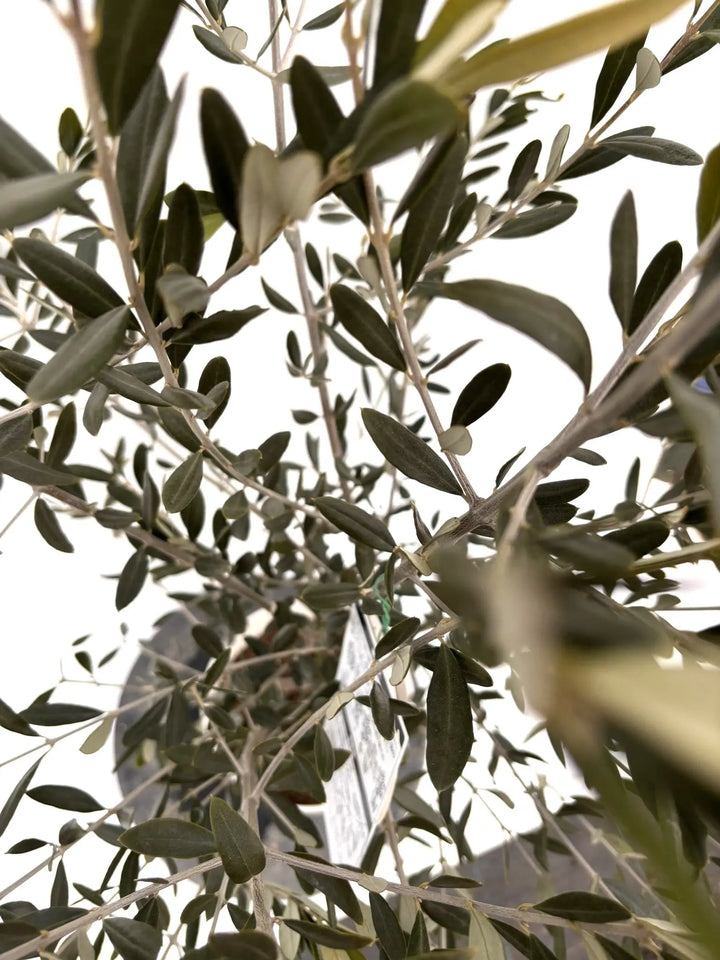 NEWラキーノ（オリーブの木）｜Sサイズ｜K-316｜約130cm｜結実しやすい