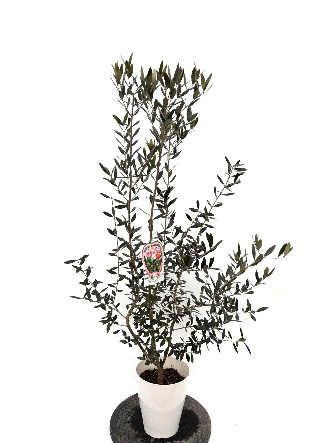 NEWロシオーラ（オリーブの木）｜Sサイズ｜K-317｜約130cm｜希少・室内