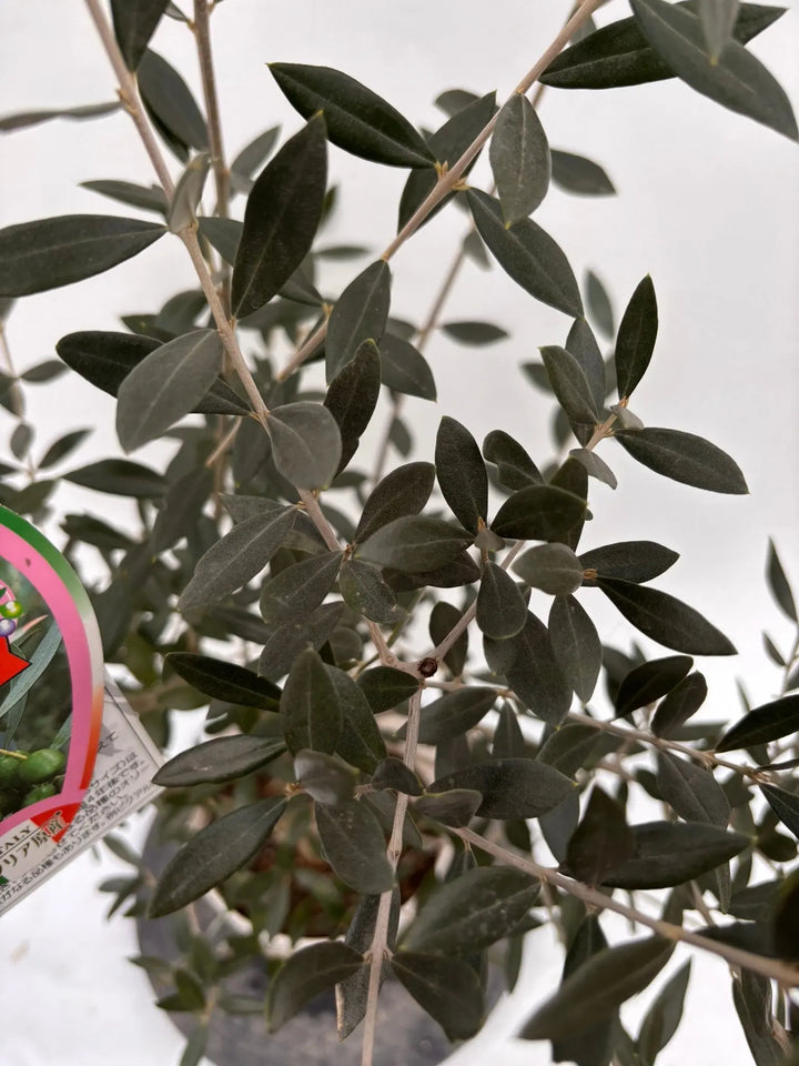 オリーブの木　ロシオーラ　7号　約130cm　K-317　現品掲載 NEWロシオーラ（オリーブの木）｜Sサイズ｜K-317｜約130cm｜希少・室内