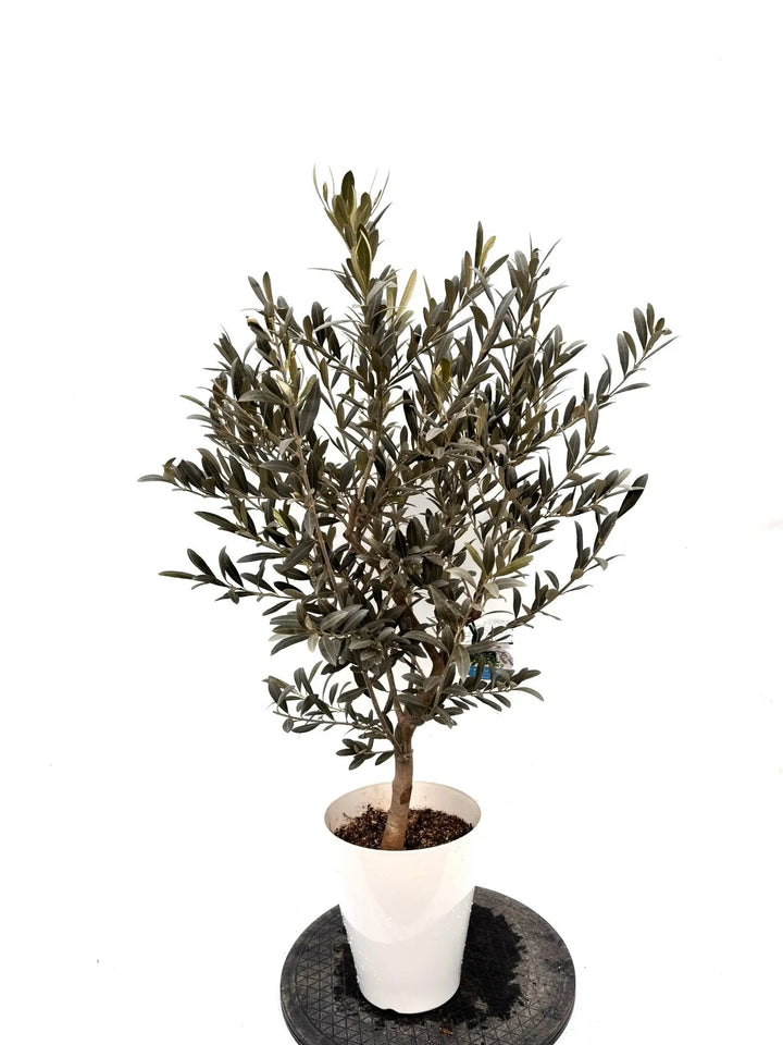 NEWワンセブンセブン（オリーブの木）｜Sサイズ｜K-318｜約130cm｜希少