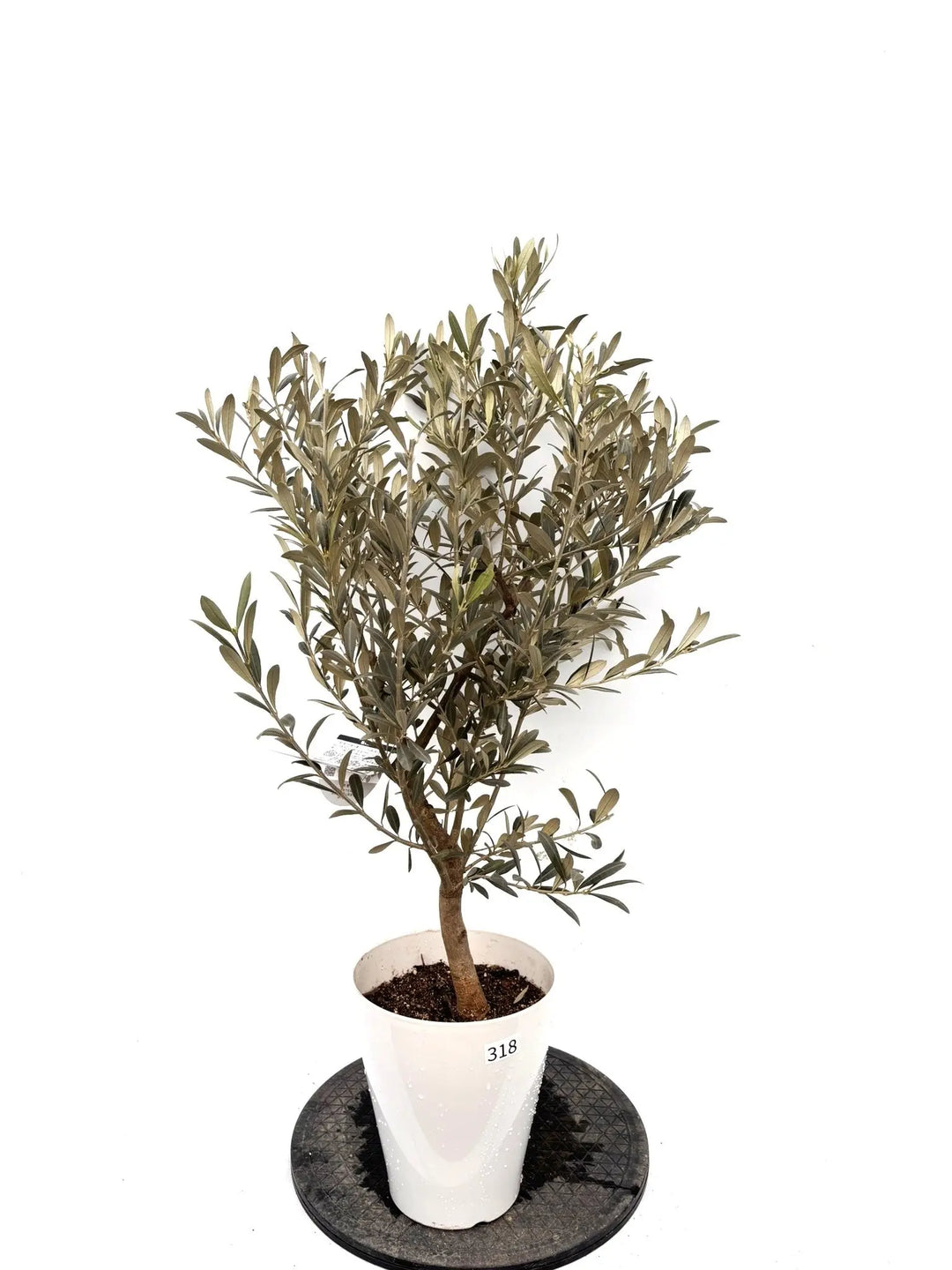 NEWワンセブンセブン（オリーブの木）｜Sサイズ｜K-318｜約130cm｜希少