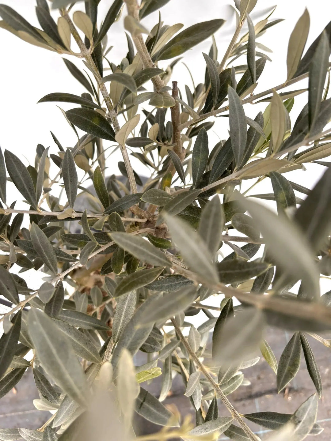 NEWワンセブンセブン（オリーブの木）｜Sサイズ｜K-318｜約130cm｜希少