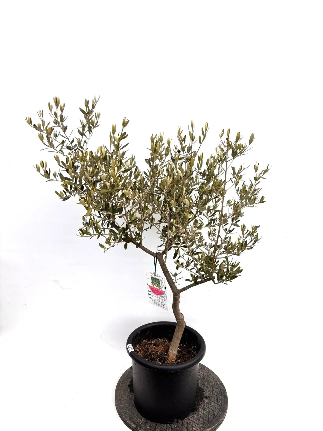 NEWアレクーゾ（オリーブの木）｜Mサイズ｜K-319｜約110cm｜実つき良好