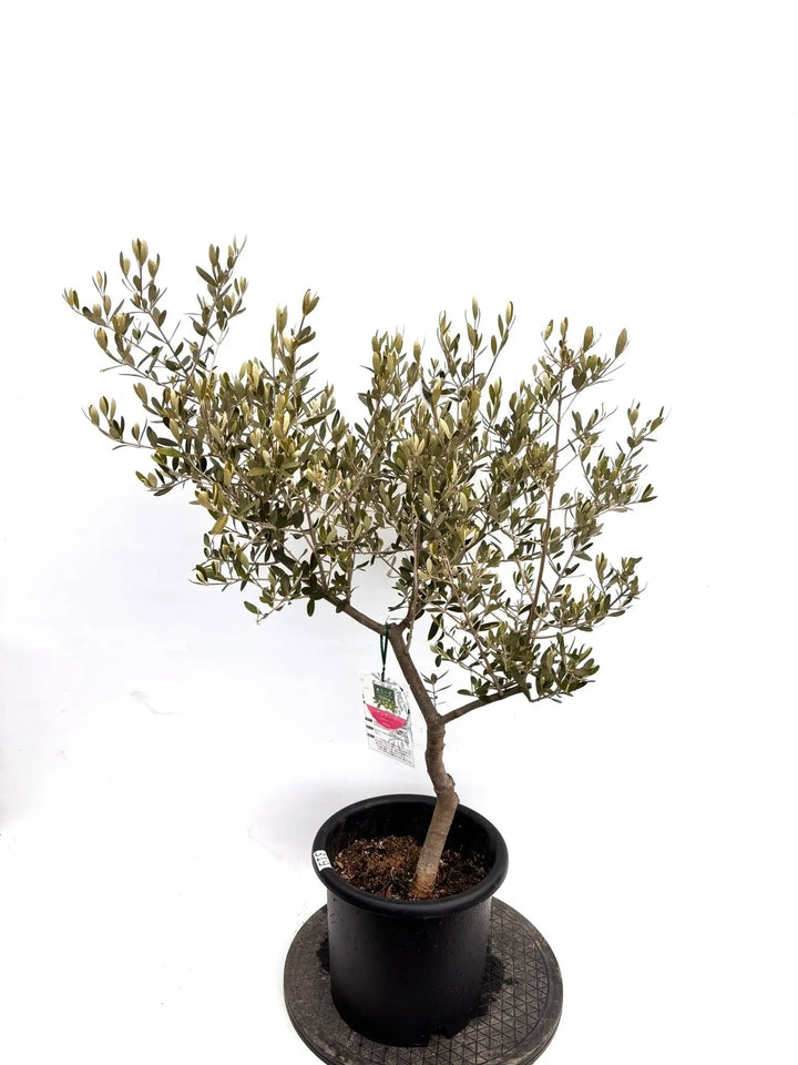 NEWアレクーゾ（オリーブの木）｜Mサイズ｜K-319｜約110cm｜実つき良好