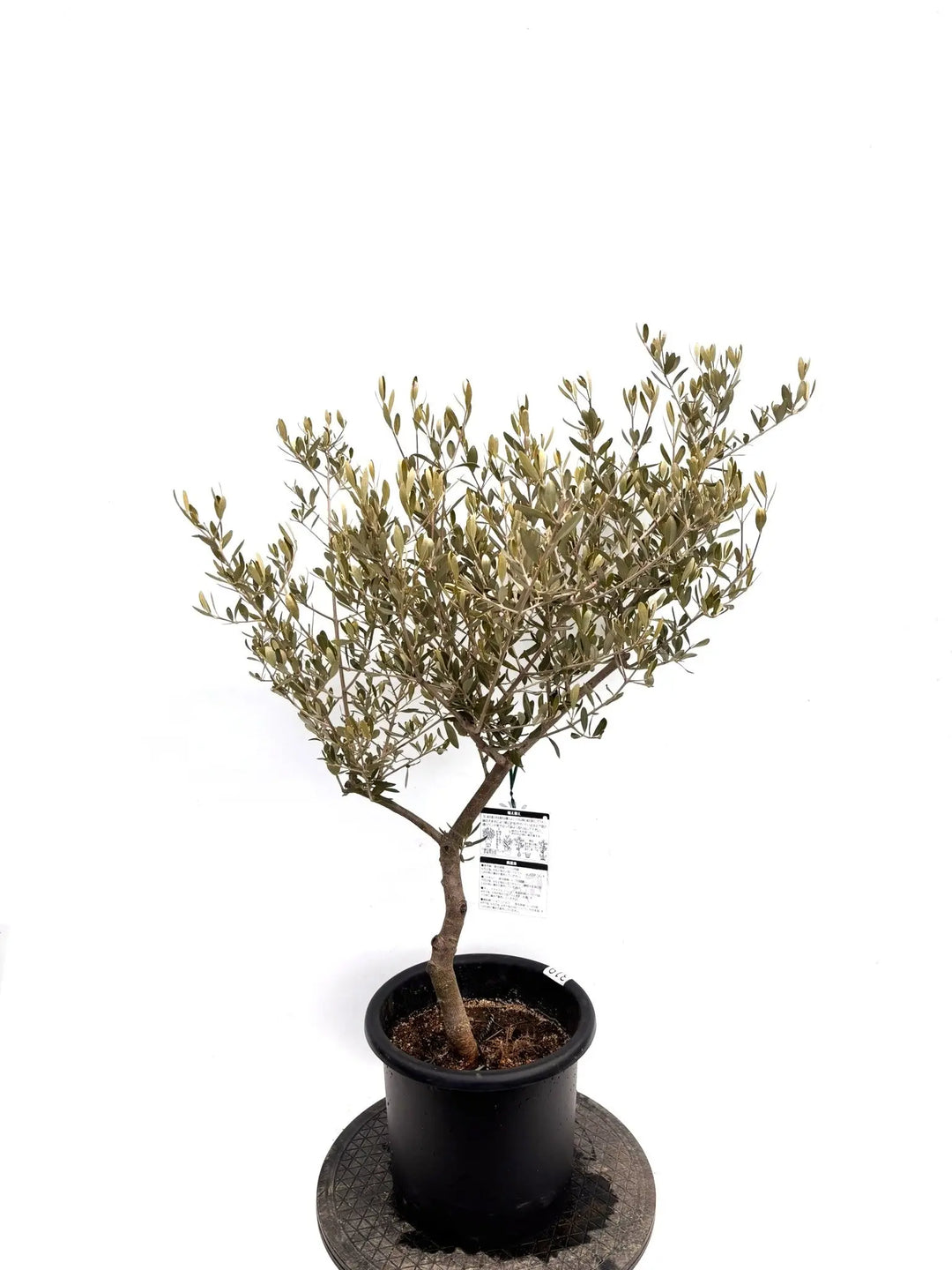 NEWアレクーゾ（オリーブの木）｜Mサイズ｜K-319｜約110cm｜実つき良好