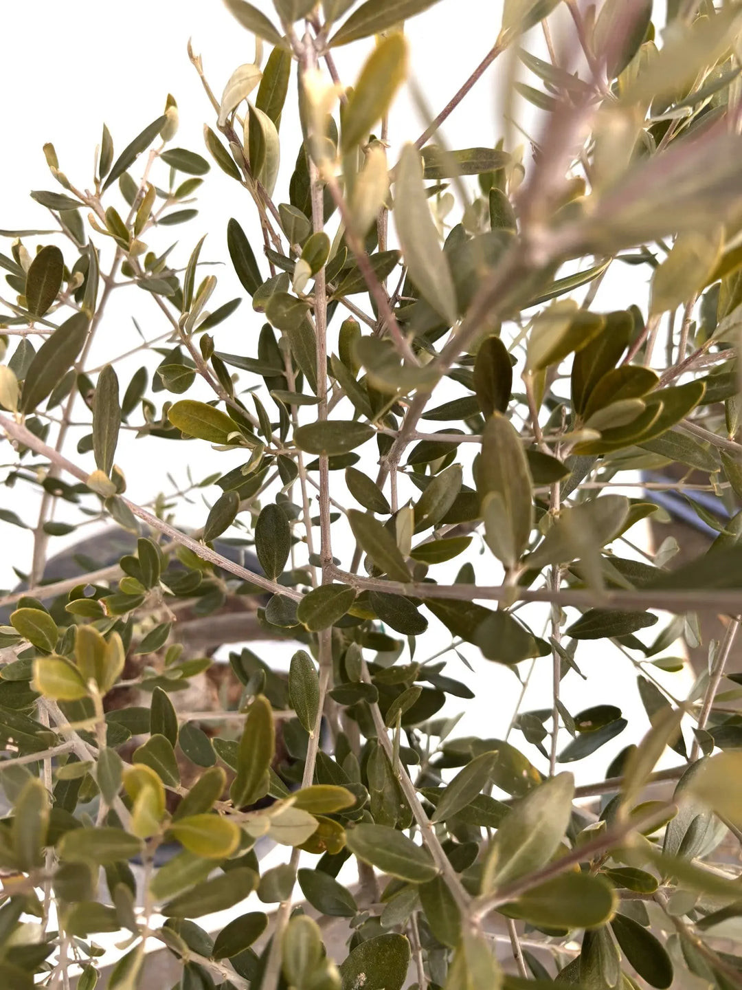 NEWアレクーゾ（オリーブの木）｜Mサイズ｜K-319｜約110cm｜実つき良好