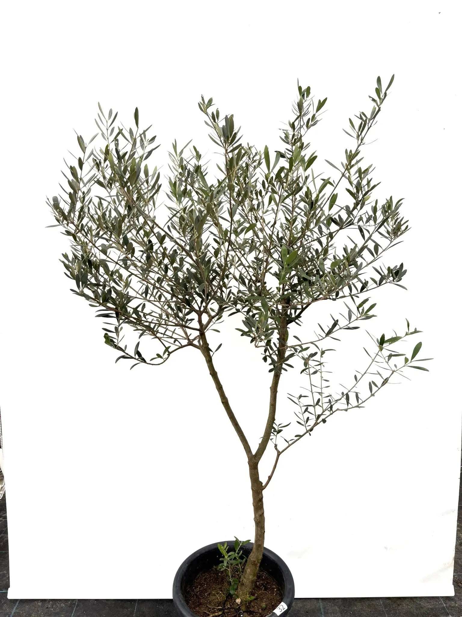 ネバディロブランコ Lサイズ 約150cm K-32 オリーブの木 - 株式会社鶴亀園