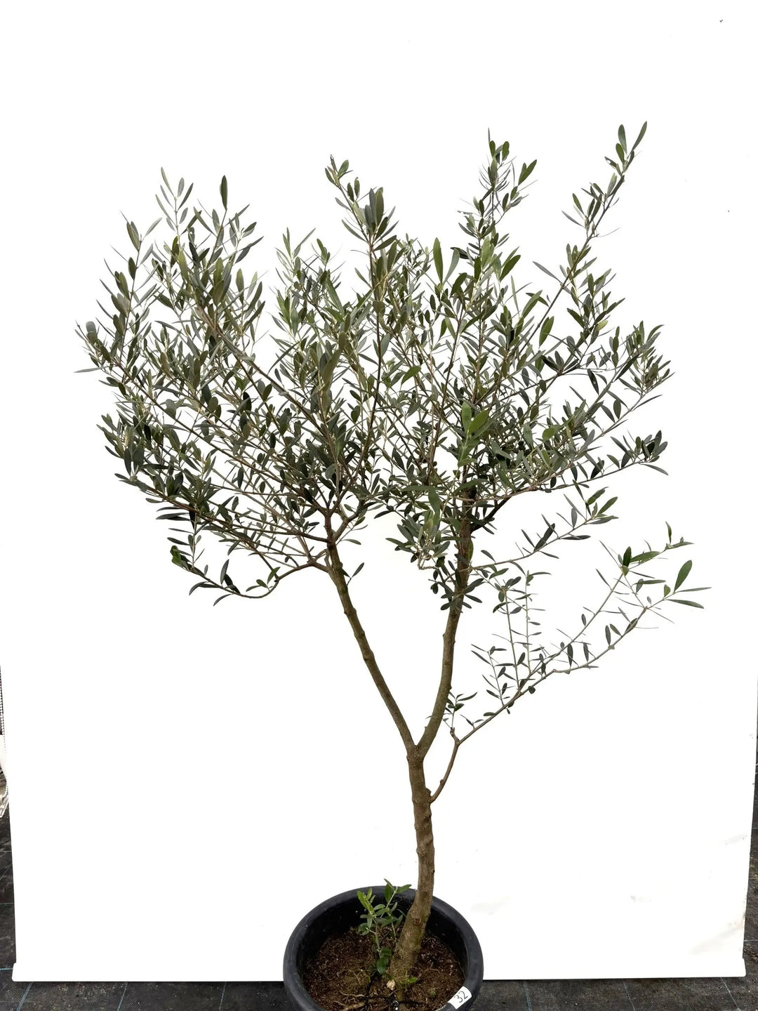 オリーブの木　ネバディロブランコ　約150cm　NO.1885　大型　現品掲載 オリーブの木 ネバディロブランコ 約150cm NO.1885 大型 現品掲載