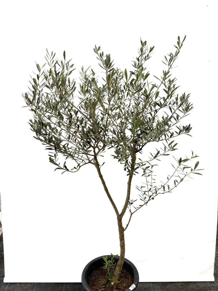 オリーブの木　ネバディロブランコ　10号　約140cm　K-77　古木　人気品種 オリーブの木 ネバディロブランコ 10号 約140cm K-77 古木 人気品種