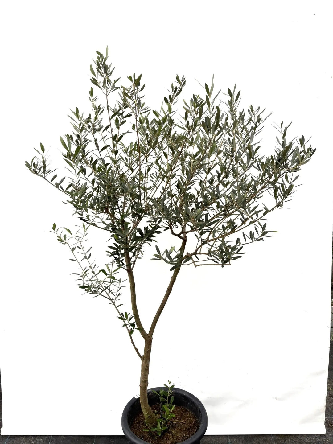 ネバディロブランコ Lサイズ 約150cm K-32 オリーブの木 - 株式会社鶴亀園