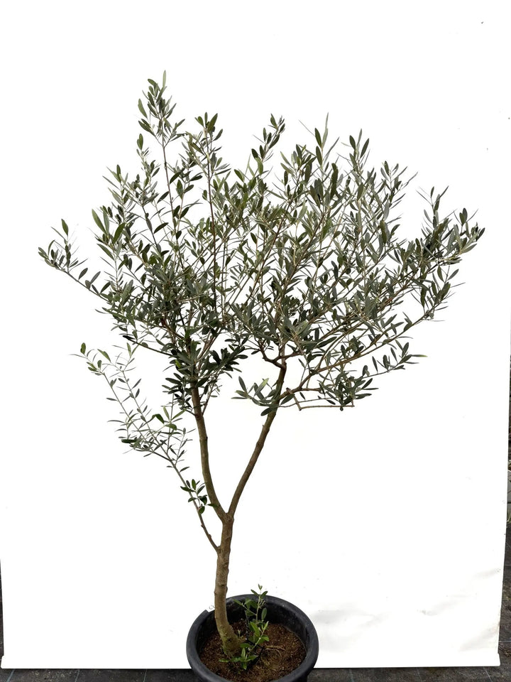 ネバディロブランコ Lサイズ 約150cm K-32 オリーブの木 - 株式会社鶴亀園