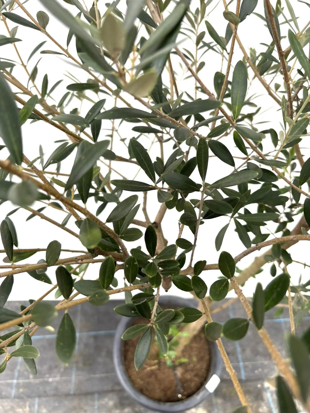 ネバディロブランコ Lサイズ 約150cm K-32 オリーブの木 - 株式会社鶴亀園