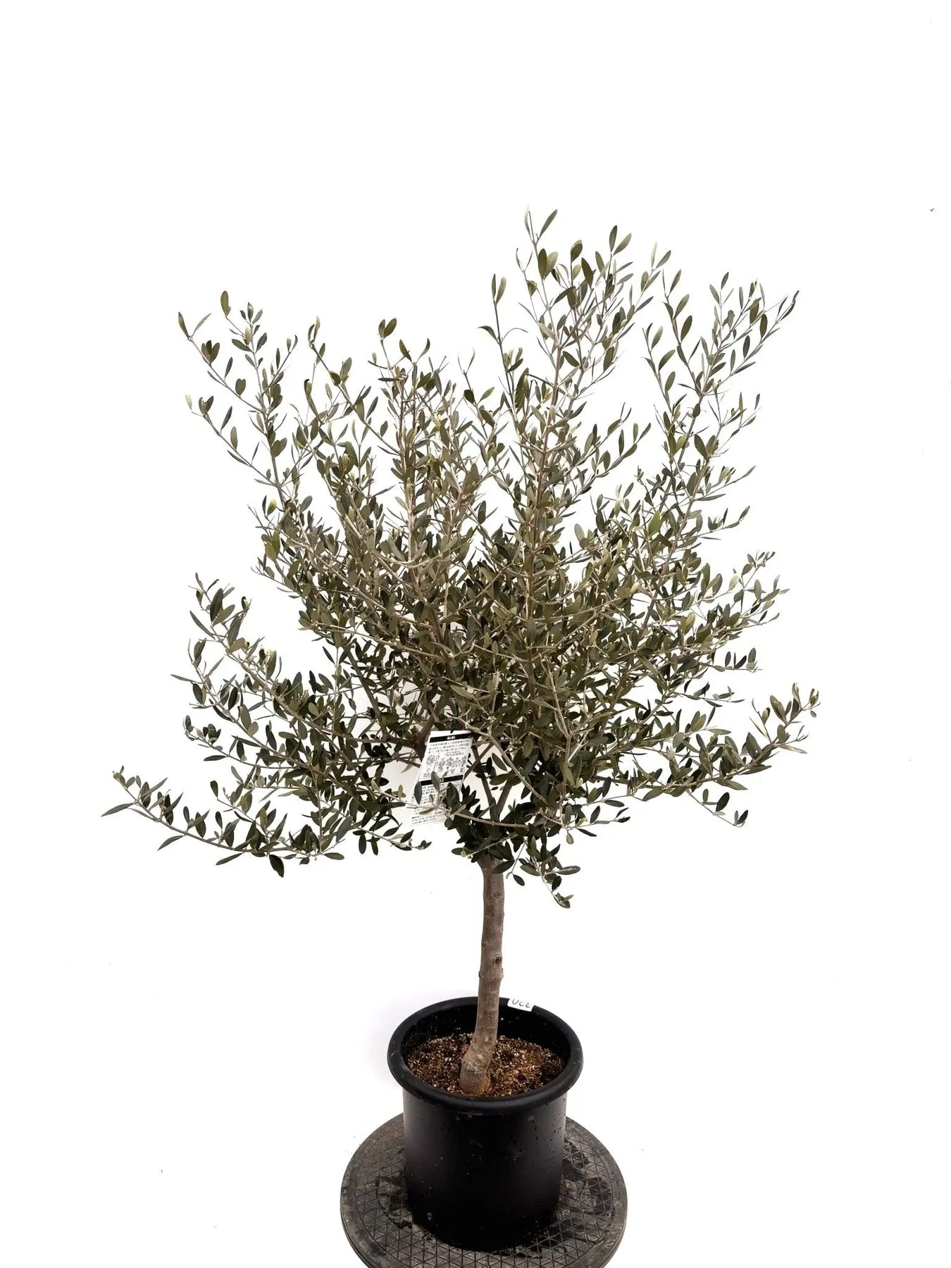 NEWコレッジョラ（オリーブの木）｜Mサイズ｜K-320｜約130cm｜耐寒