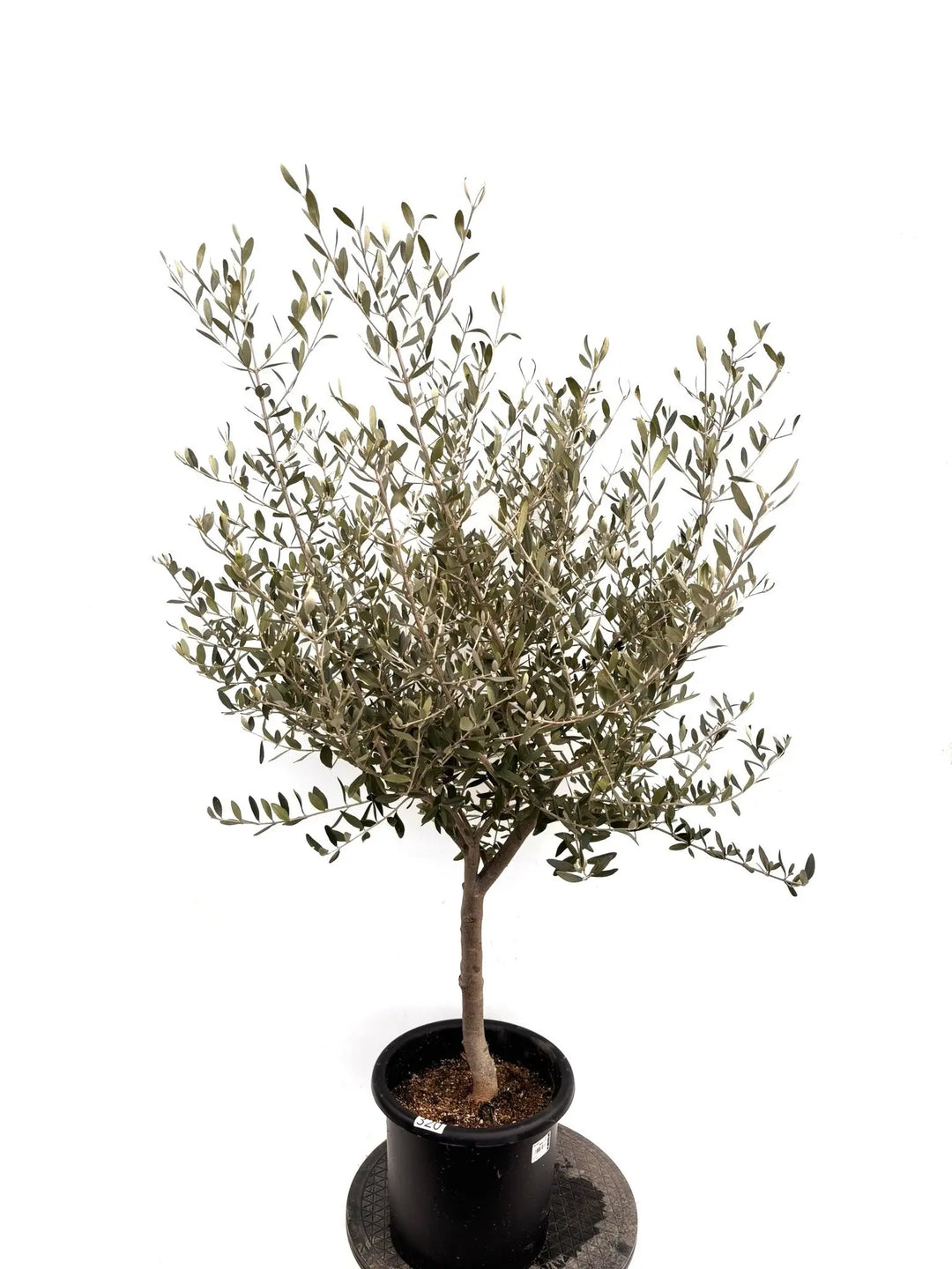 NEWコレッジョラ（オリーブの木）｜Mサイズ｜K-320｜約130cm｜耐寒