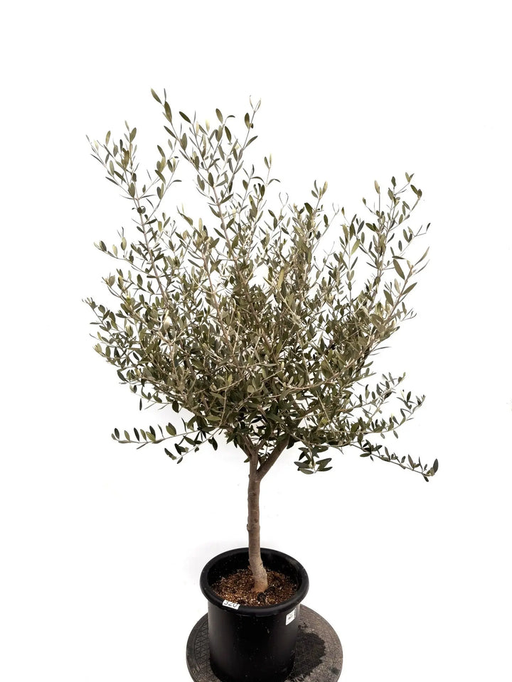 NEWコレッジョラ（オリーブの木）｜Mサイズ｜K-320｜約130cm｜耐寒