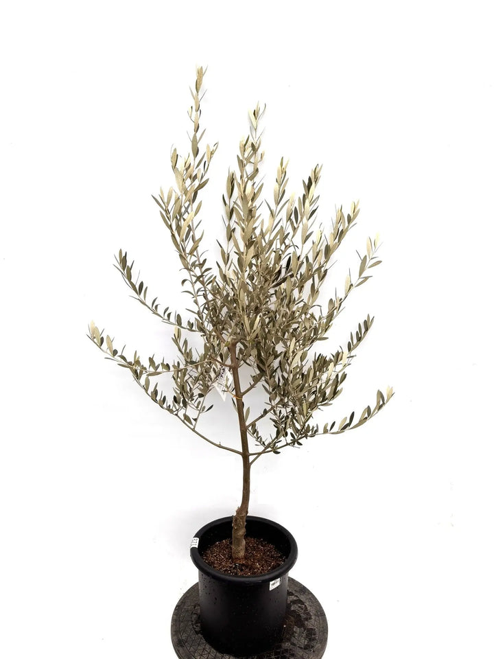 NEWセントキャサリン（オリーブの木）｜Mサイズ｜K-321｜約140cm｜希少