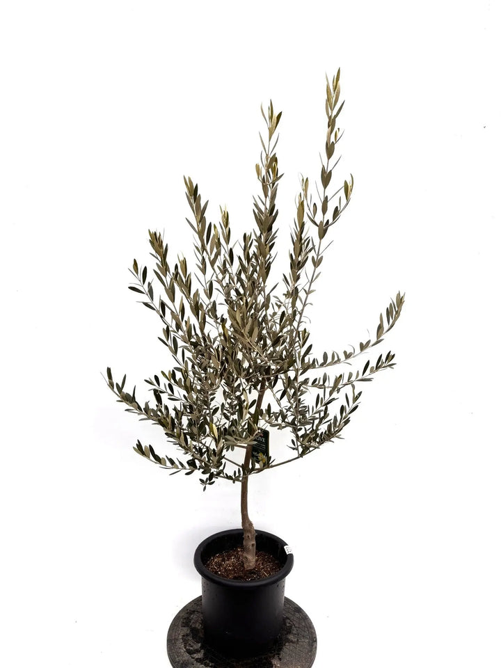 オリーブの木　セントキャサリン NEWセントキャサリン（オリーブの木）｜Mサイズ｜K-321｜約140cm｜希少