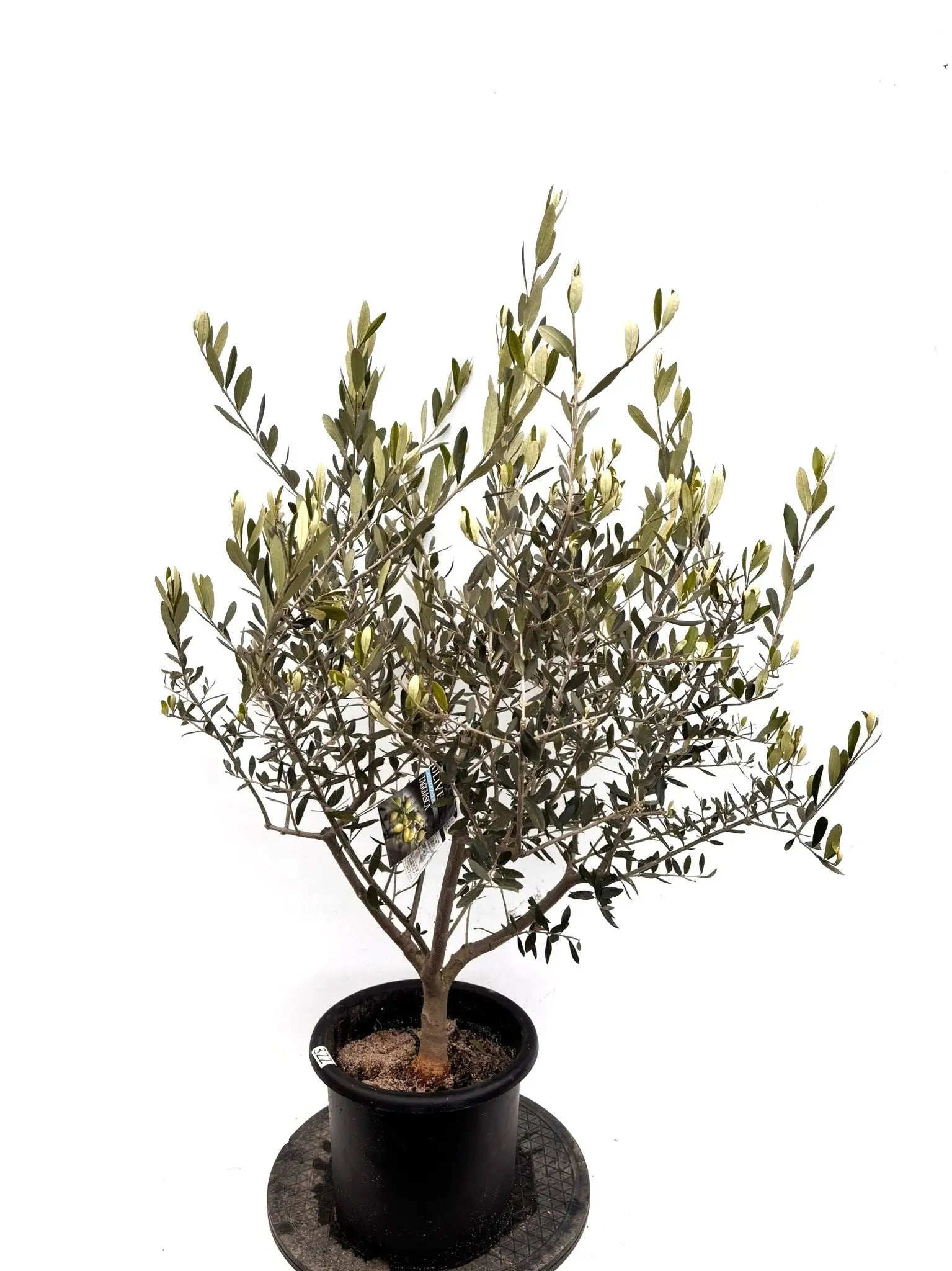 NEWタジャスカ（オリーブの木）｜Mサイズ｜K-322｜約130cm｜耐寒性