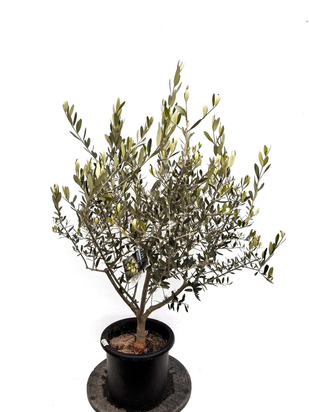 新商品 - 株式会社鶴亀園