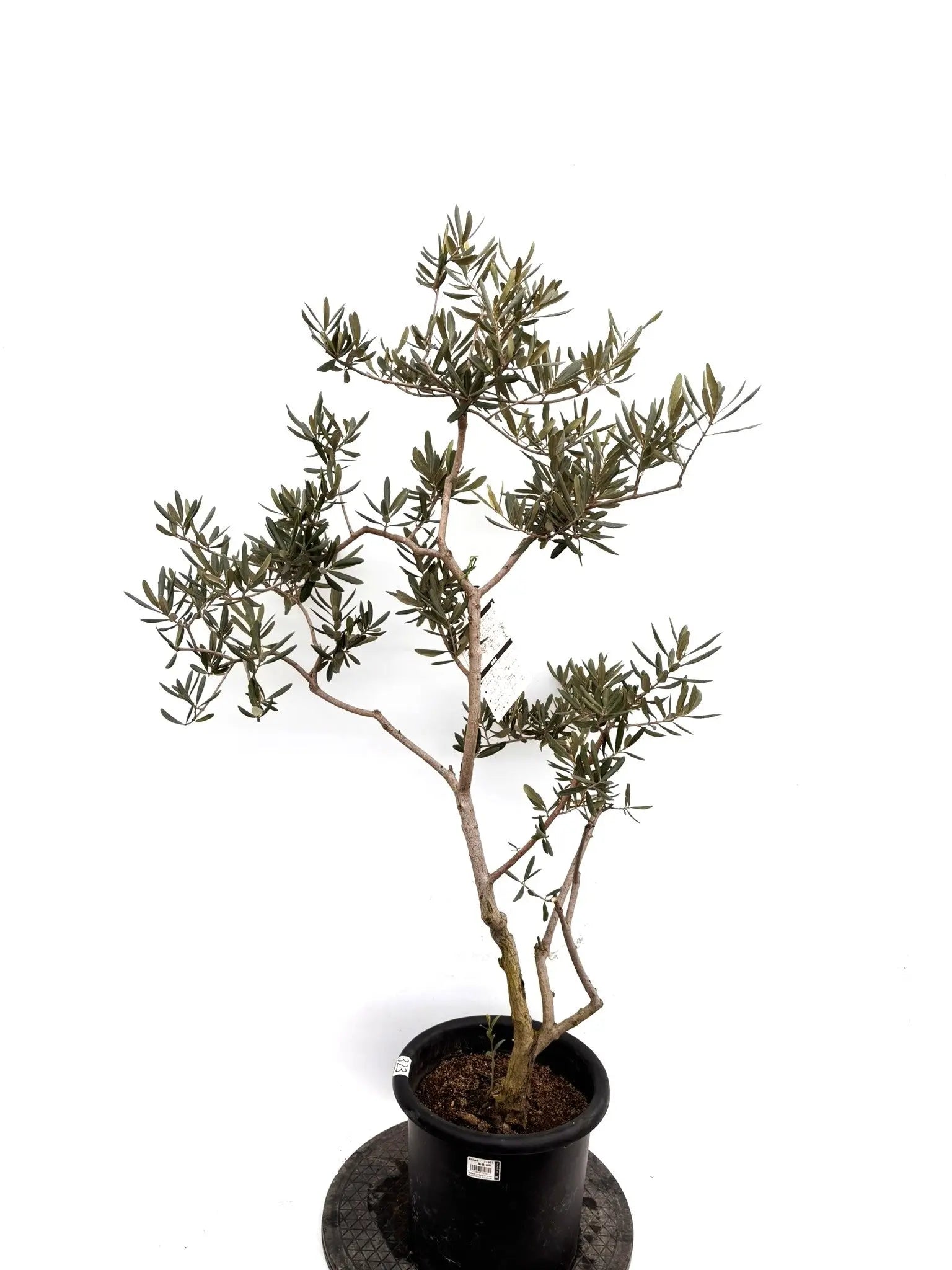 NEWデルモロッコ（オリーブの木）｜Mサイズ｜K-323｜約120cm｜希少