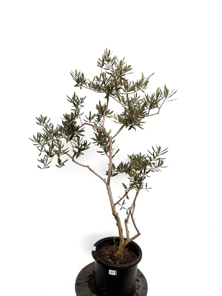 オリーブの木　デルモロッコ NEWデルモロッコ（オリーブの木）｜Mサイズ｜K-323｜約120cm｜希少