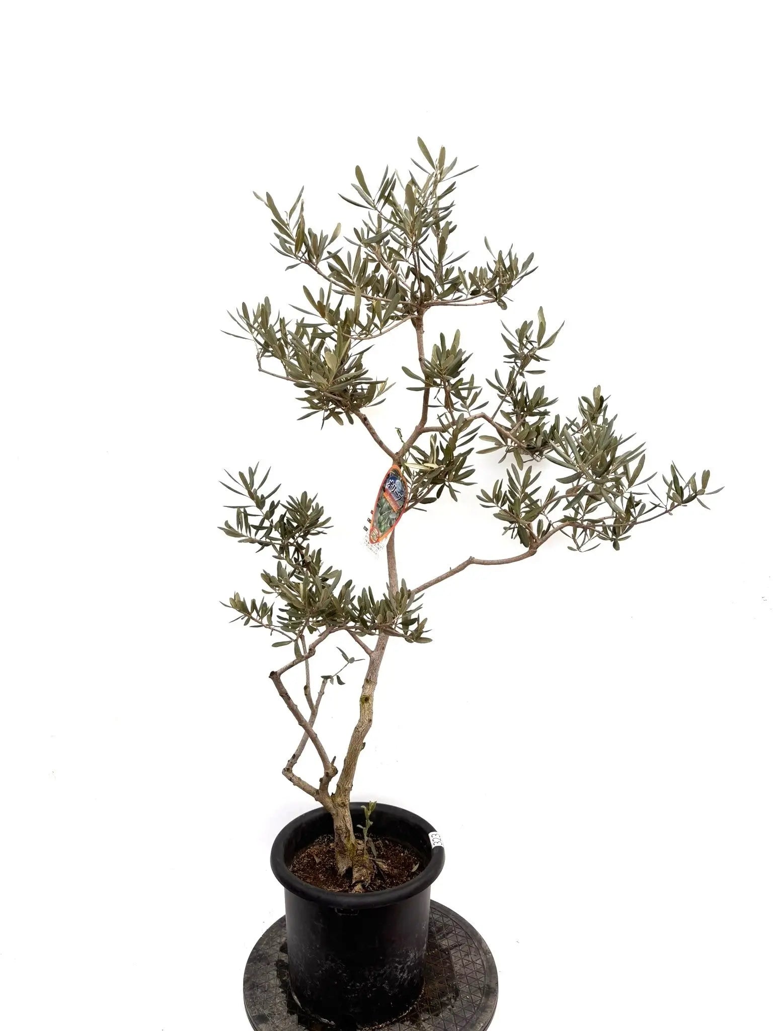 オリーブの木　デルモロッコ　8号　約130cm　K-348　希少品種　現品掲載 デルモロッコ Mサイズ 約130cm K-92 オリーブの木 希少品種 - 株式会社