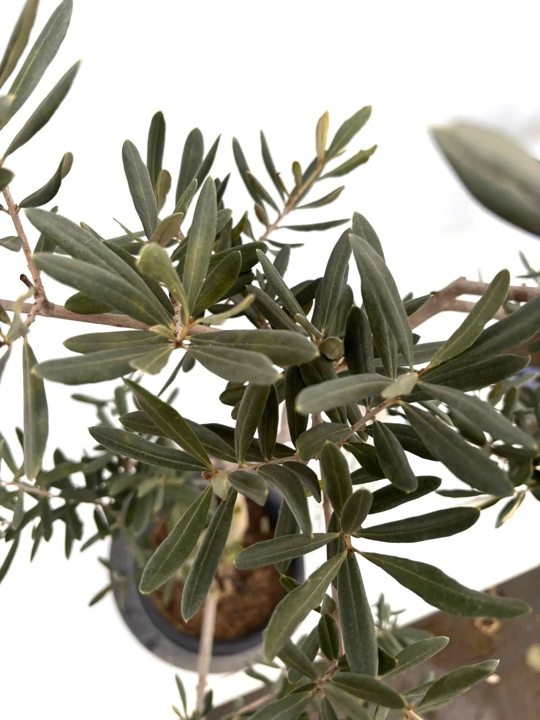 NEWデルモロッコ（オリーブの木）｜Mサイズ｜K-323｜約120cm｜希少