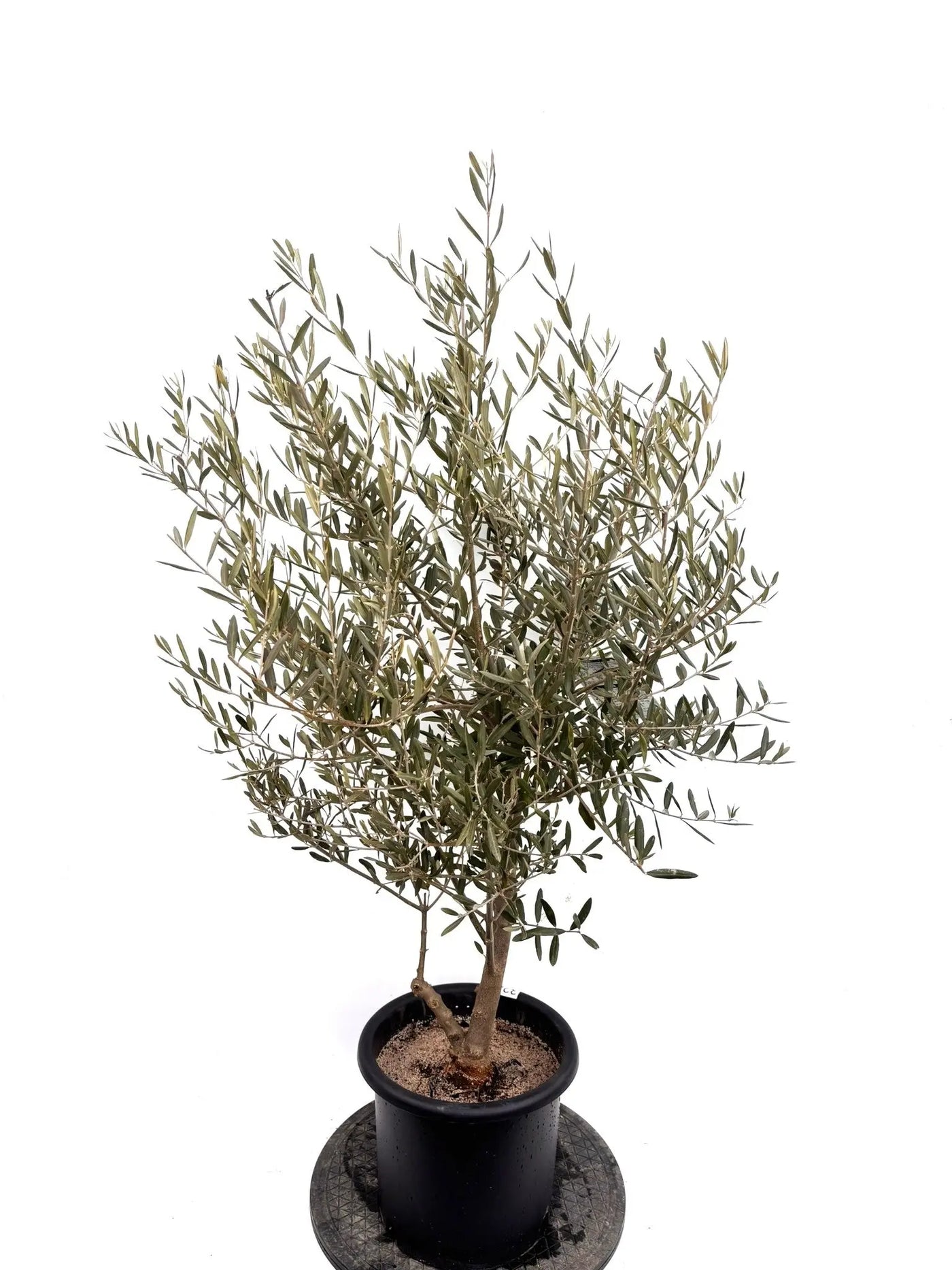 NEWデルモロッコ（オリーブの木）｜Mサイズ｜K-324｜約120cm｜希少