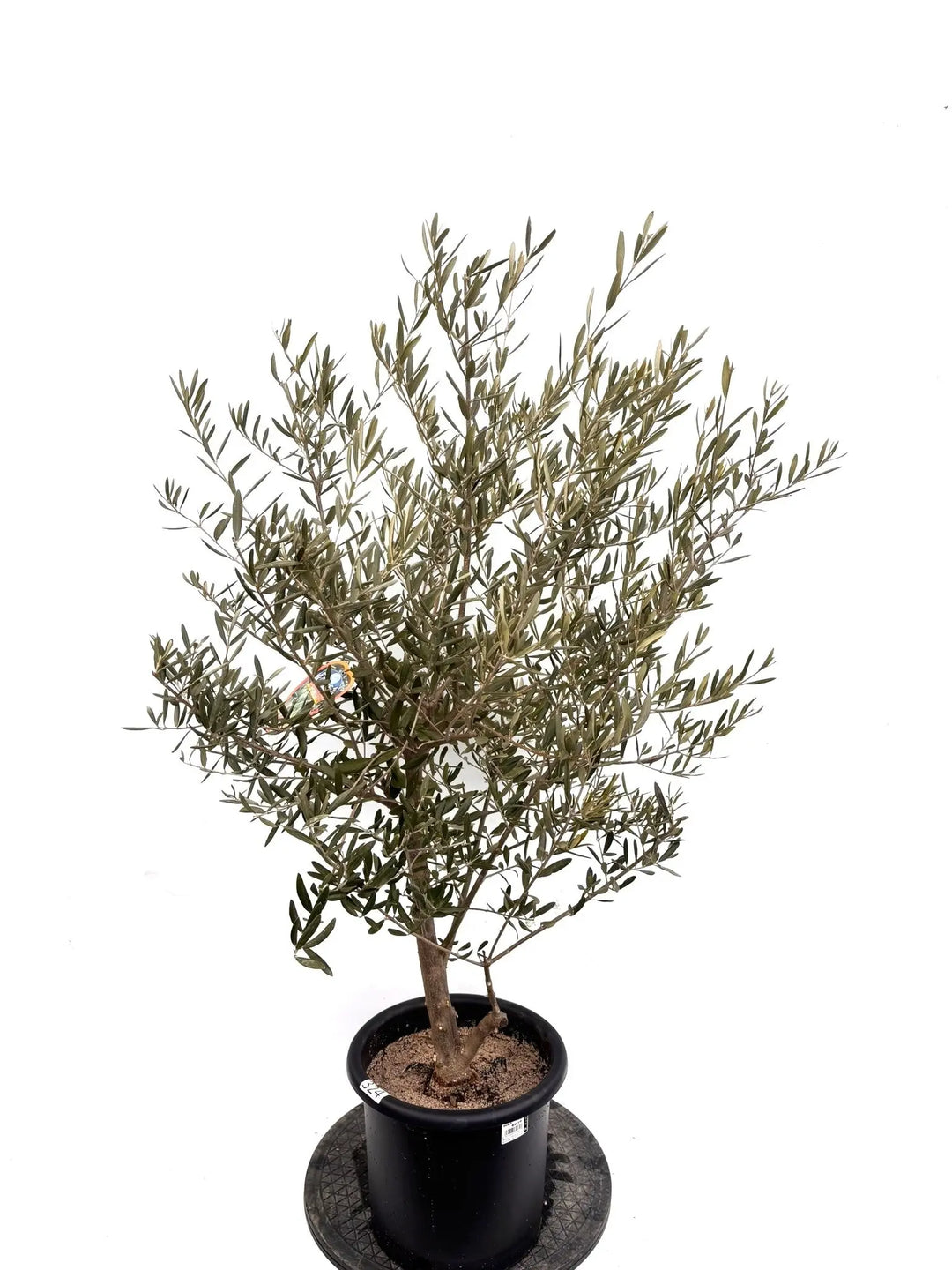 NEWデルモロッコ（オリーブの木）｜Mサイズ｜K-324｜約120cm｜希少