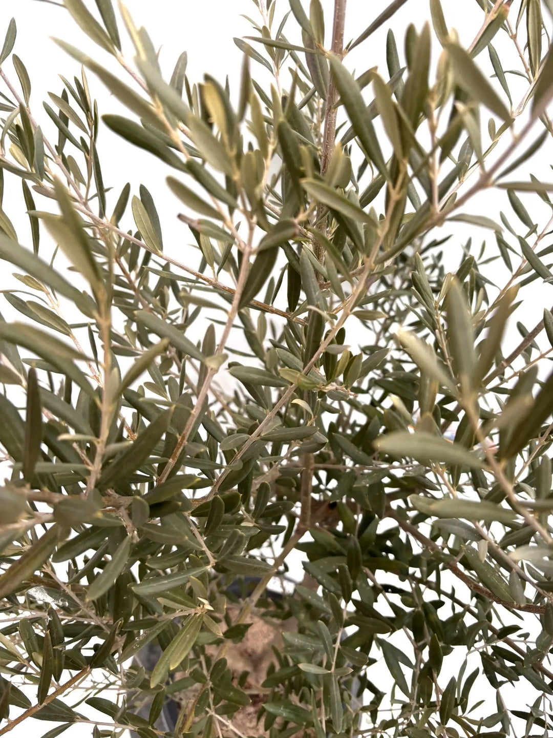 NEWデルモロッコ（オリーブの木）｜Mサイズ｜K-324｜約120cm｜希少