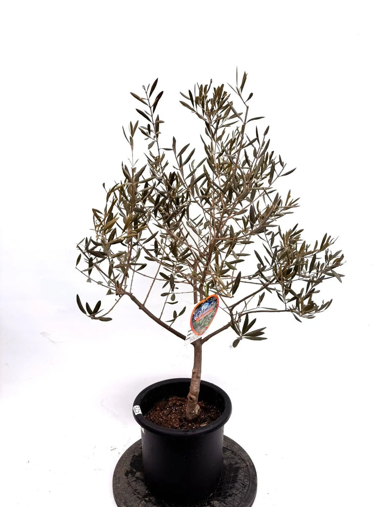NEWデルモロッコ（オリーブの木）｜Mサイズ｜K-325｜約110cm｜希少