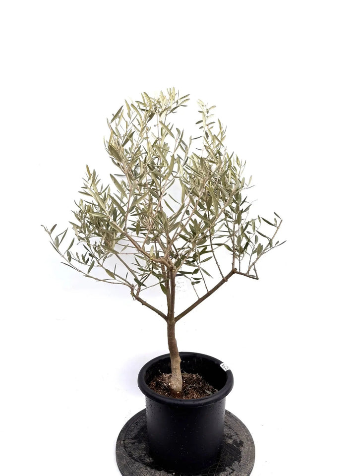 NEWデルモロッコ（オリーブの木）｜Mサイズ｜K-325｜約110cm｜希少