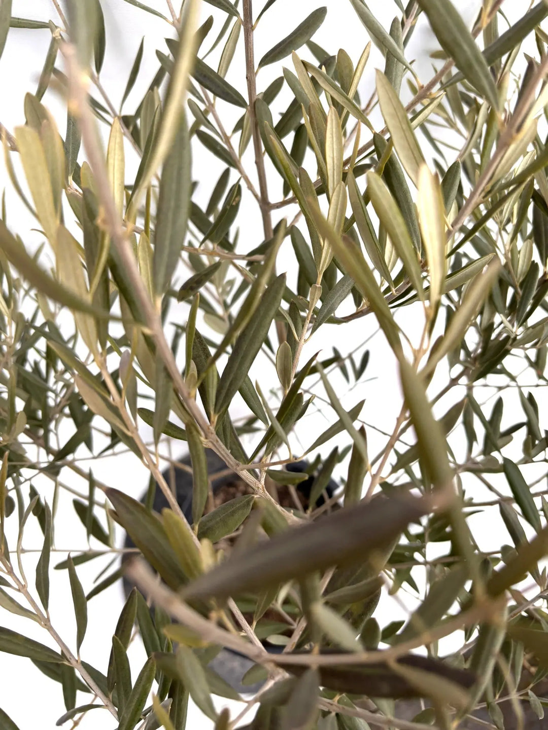 NEWデルモロッコ（オリーブの木）｜Mサイズ｜K-325｜約110cm｜希少