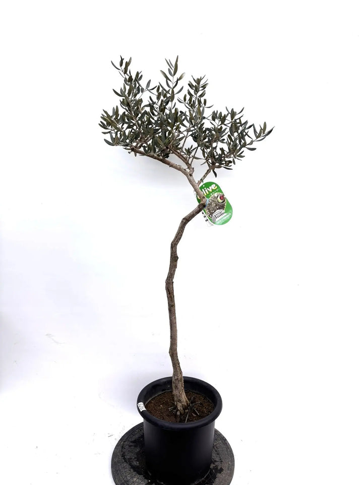 NEWハーディーズマンモス（オリーブの木）｜Sサイズ｜K-326｜約120cm