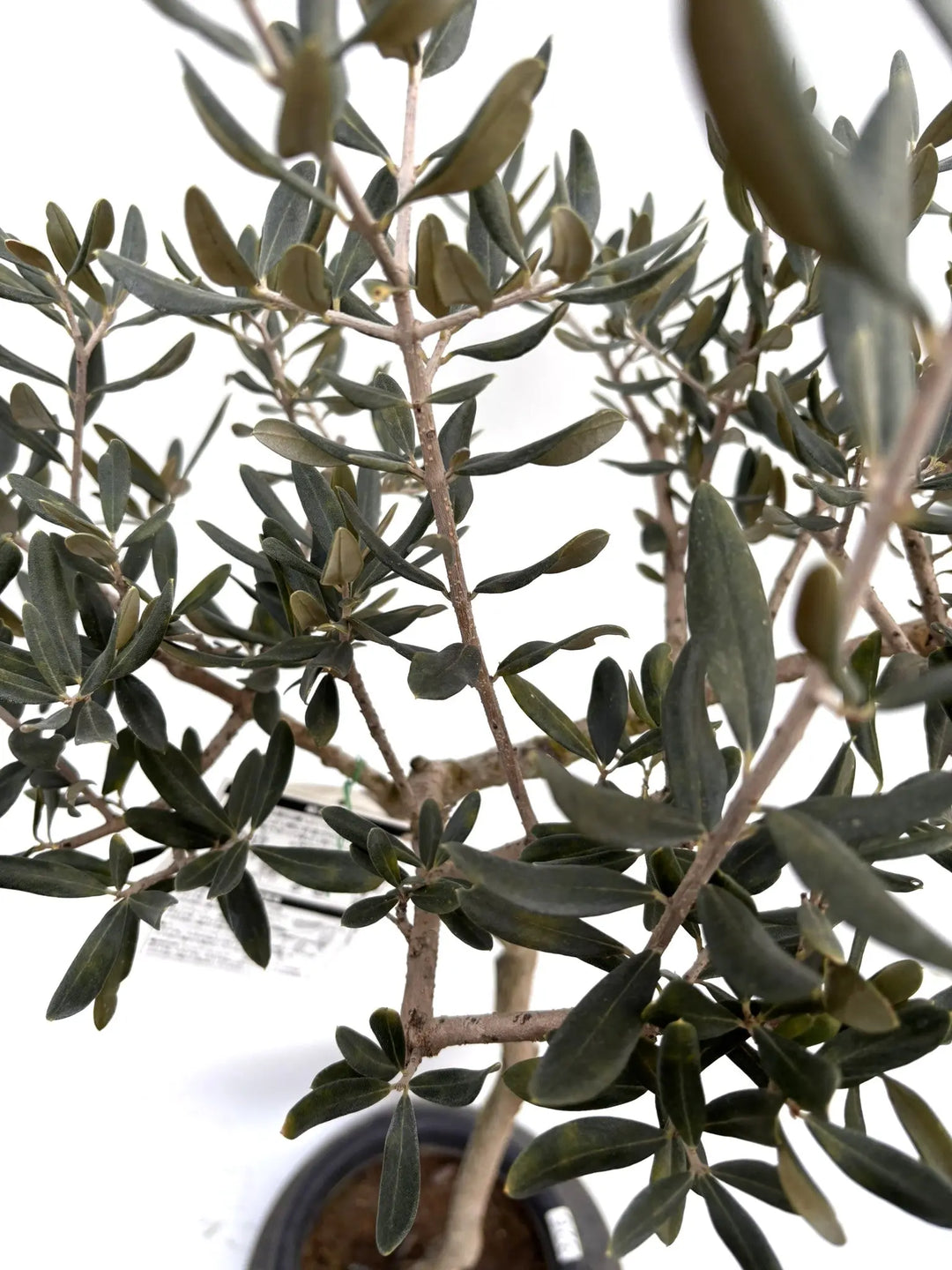 NEWハーディーズマンモス（オリーブの木）｜Sサイズ｜K-326｜約120cm