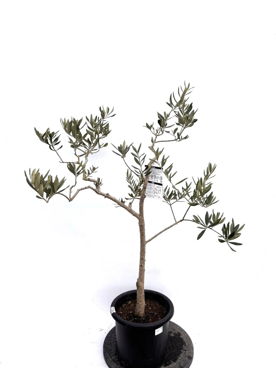 オリーブの木（全商品）｜写真の木をそのままお届け［現品販売］｜鶴亀