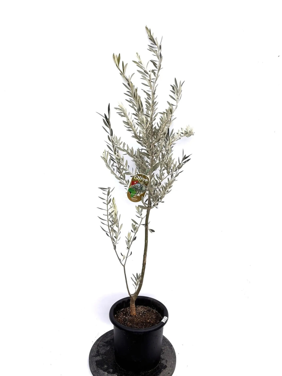 NEWバロウニ（オリーブの木）｜Mサイズ｜K-329｜約110cm｜希少・大実