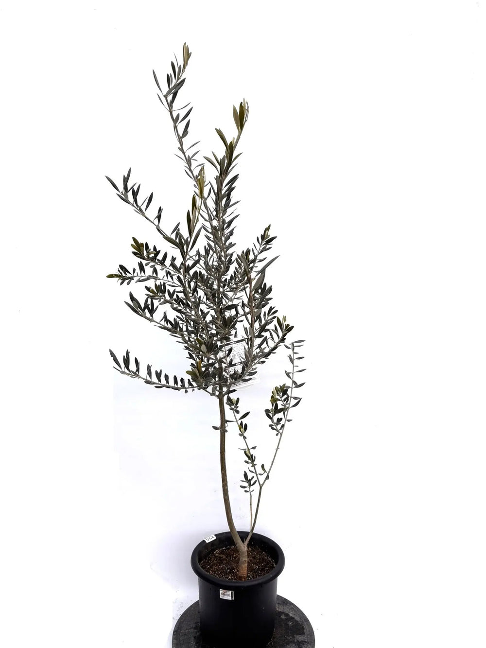 オリーブの木　バロウニ　8号　約110cm　K-329　希少品種　現品掲載 オリーブの木（全商品）｜写真の木をそのままお届け［現品販売］｜鶴亀