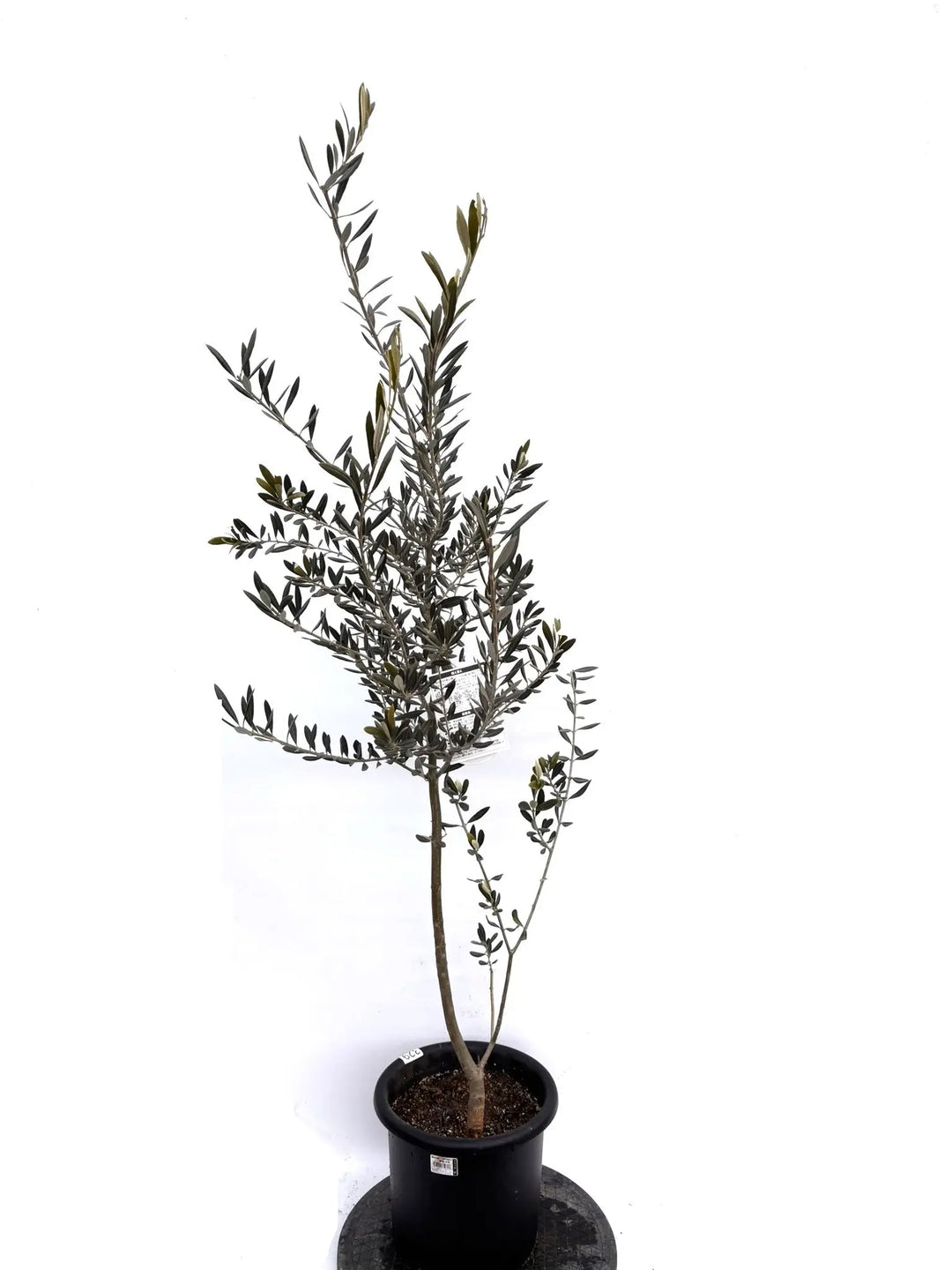 NEWバロウニ（オリーブの木）｜Mサイズ｜K-329｜約110cm｜希少・大実