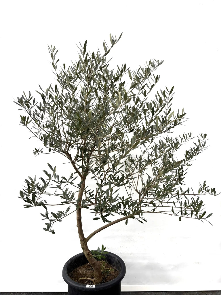 オリーブの木　ネバディロブランコ　約150cm　NO.1883　大型　現品掲載 NEWネバディロブランコ（オリーブの木）｜大型商品｜No.1883｜約