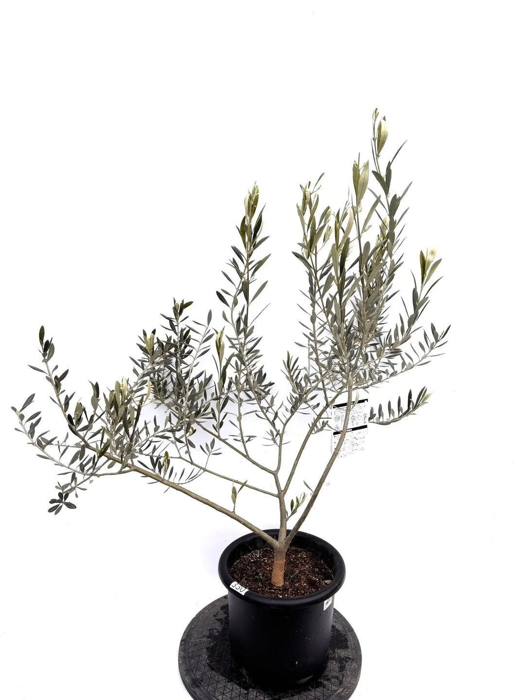 NEWバロウニ（オリーブの木）｜Mサイズ｜K-330｜約120cm｜希少・大実