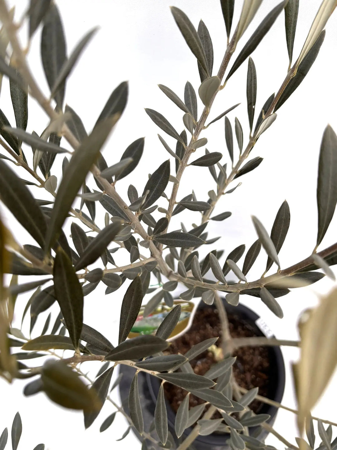 NEWバロウニ（オリーブの木）｜Mサイズ｜K-330｜約120cm｜希少・大実