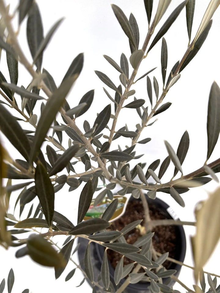 NEWバロウニ（オリーブの木）｜Mサイズ｜K-330｜約120cm｜希少・大実