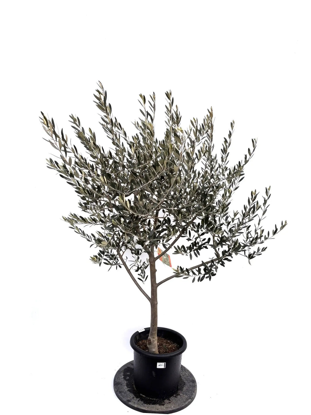 NEWペンドリノ（オリーブの木）｜Mサイズ｜K-331｜約130cm｜希少・下垂