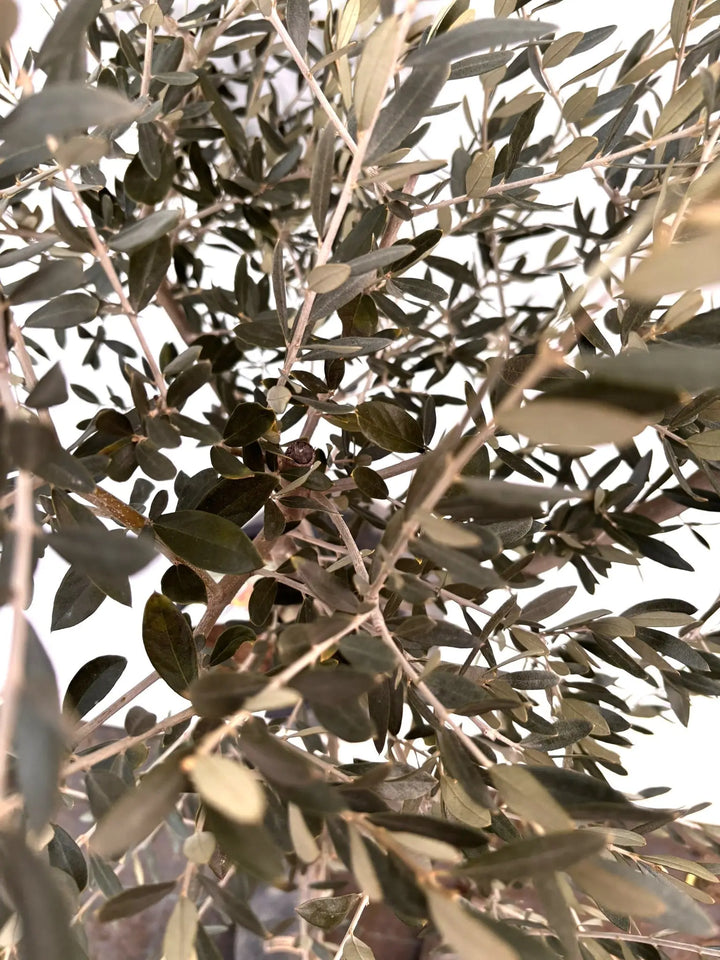 NEWペンドリノ（オリーブの木）｜Mサイズ｜K-331｜約130cm｜希少・下垂