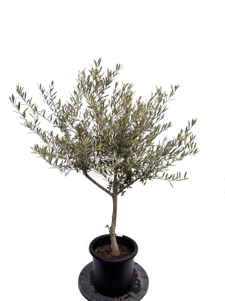 NEWマウリィーノ（オリーブの木）｜Mサイズ｜K-332｜約120cm｜希少