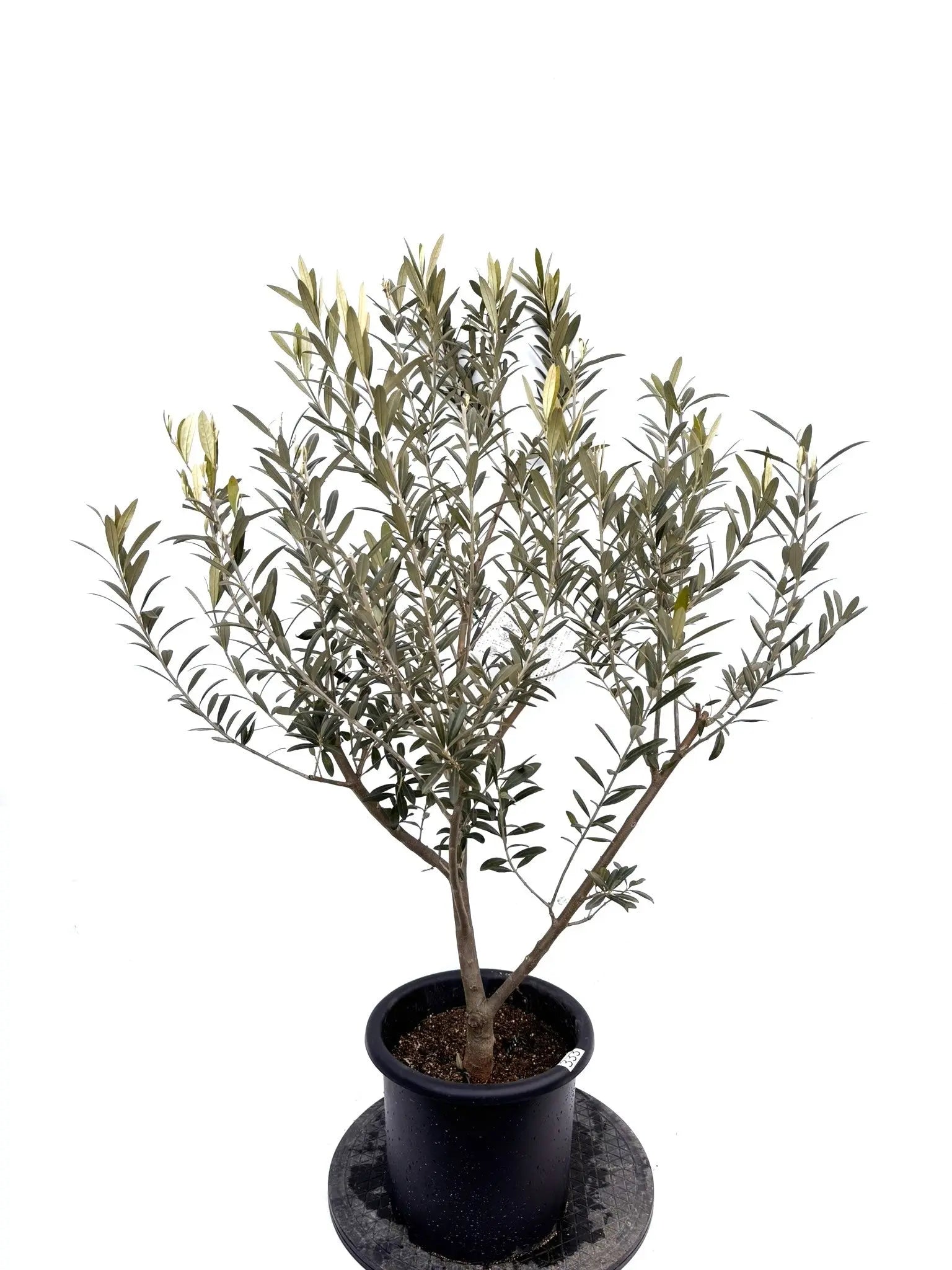 NEWワンセブンセブン（オリーブの木）｜Mサイズ｜K-333｜約110cm｜希少