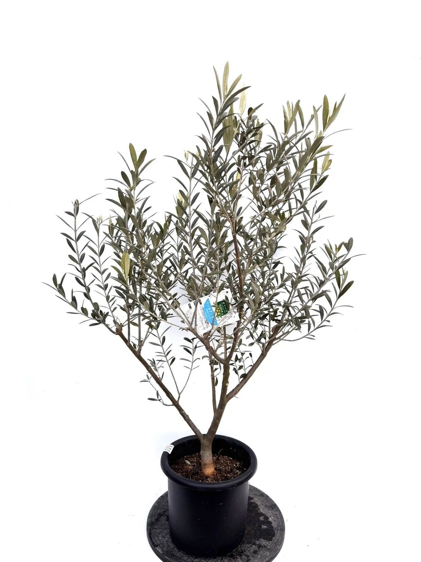 NEWワンセブンセブン（オリーブの木）｜Mサイズ｜K-333｜約110cm｜希少